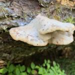 гриб Amylocystis lapponica, индикатор ценных лесов