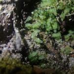 мох Schistostega pennata, индикатор ценных лесов